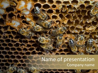 Apiary Moving Background PowerPoint Template