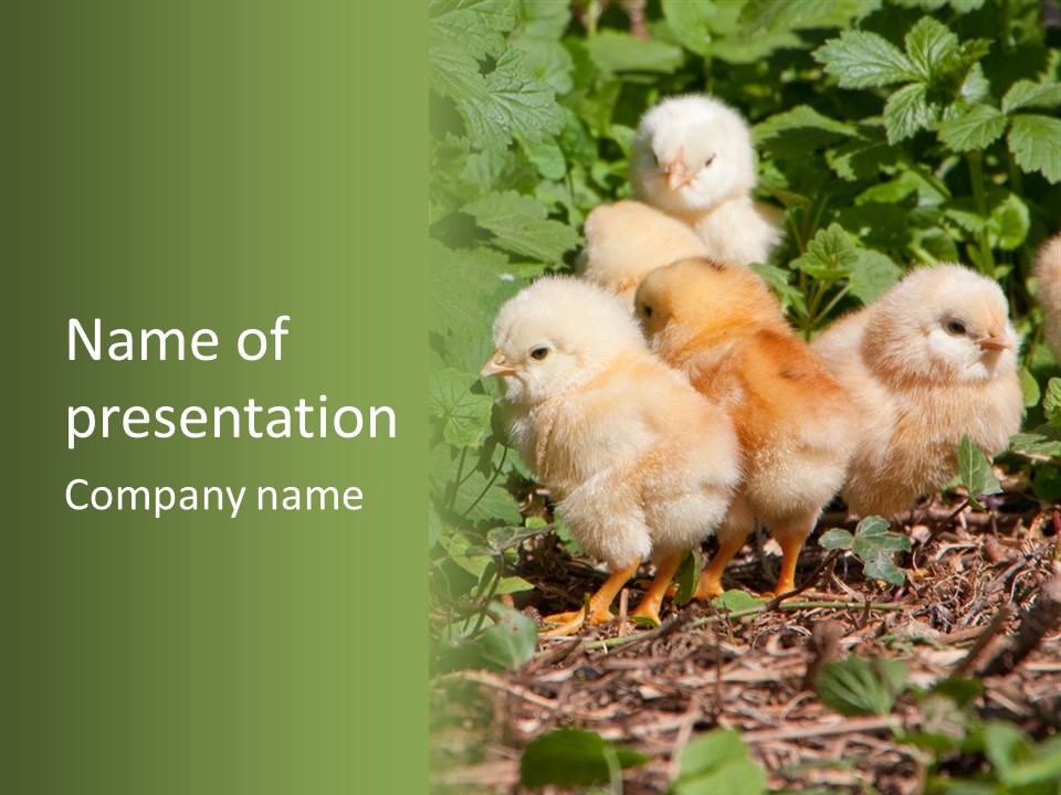 Five Farming Yellow PowerPoint Template