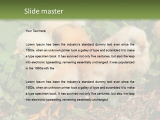 Five Farming Yellow PowerPoint Template