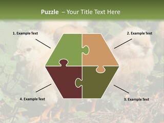 Five Farming Yellow PowerPoint Template