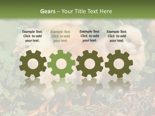 Five Farming Yellow PowerPoint Template