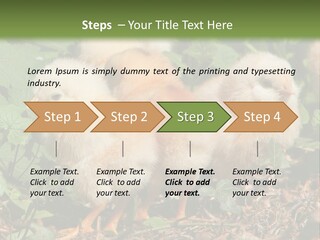Five Farming Yellow PowerPoint Template