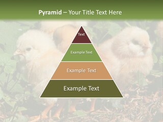 Five Farming Yellow PowerPoint Template