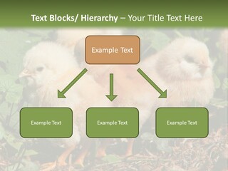 Five Farming Yellow PowerPoint Template