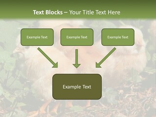 Five Farming Yellow PowerPoint Template