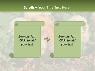Five Farming Yellow PowerPoint Template