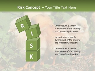 Five Farming Yellow PowerPoint Template