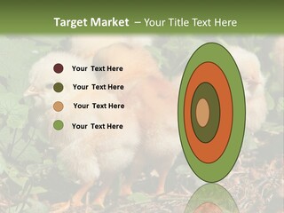 Five Farming Yellow PowerPoint Template
