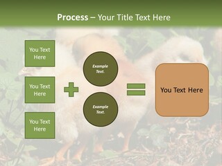 Five Farming Yellow PowerPoint Template