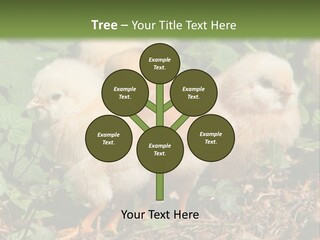 Five Farming Yellow PowerPoint Template