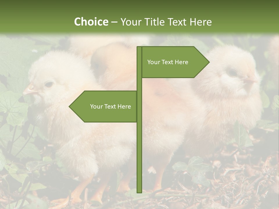 Five Farming Yellow PowerPoint Template