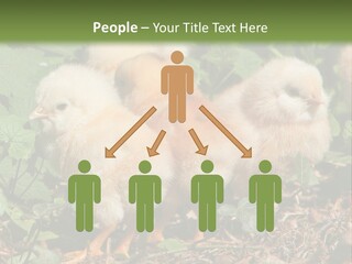 Five Farming Yellow PowerPoint Template