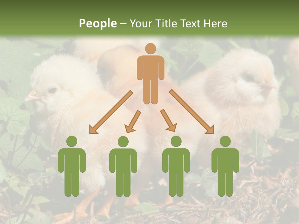 Five Farming Yellow PowerPoint Template