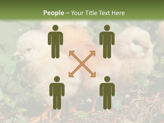 Five Farming Yellow PowerPoint Template
