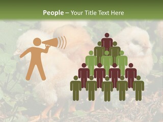 Five Farming Yellow PowerPoint Template