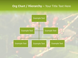 Philippines Nature Sand PowerPoint Template