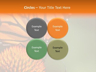 Garden Nature Closeup PowerPoint Template