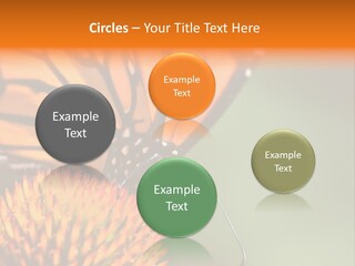 Garden Nature Closeup PowerPoint Template