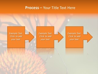 Garden Nature Closeup PowerPoint Template