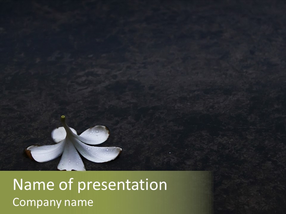 A White Flower Sitting On Top Of A Black Surface PowerPoint Template