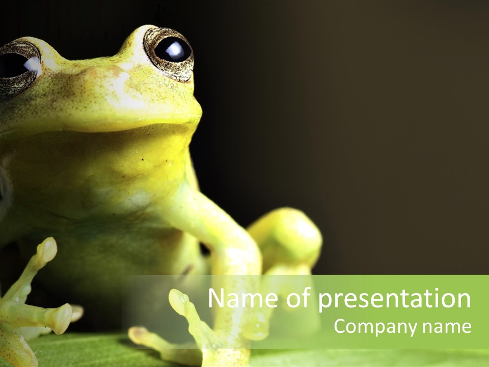 A Green Frog Sitting On Top Of A Leaf PowerPoint Template
