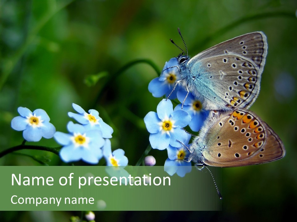 Floral Nature Peace PowerPoint Template