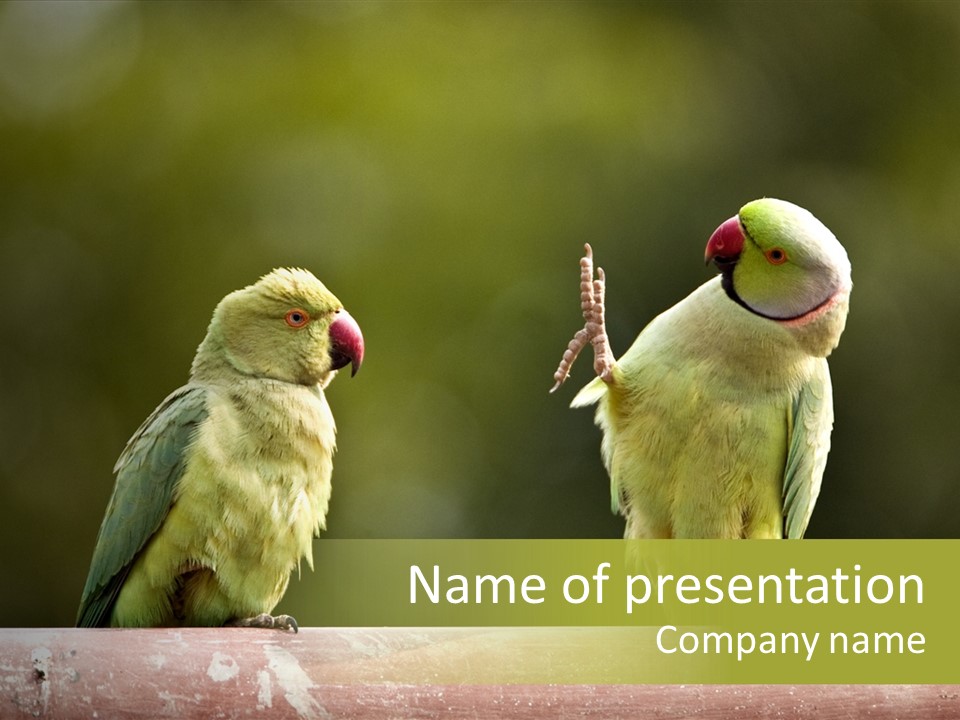 National Parakeets Nature PowerPoint Template
