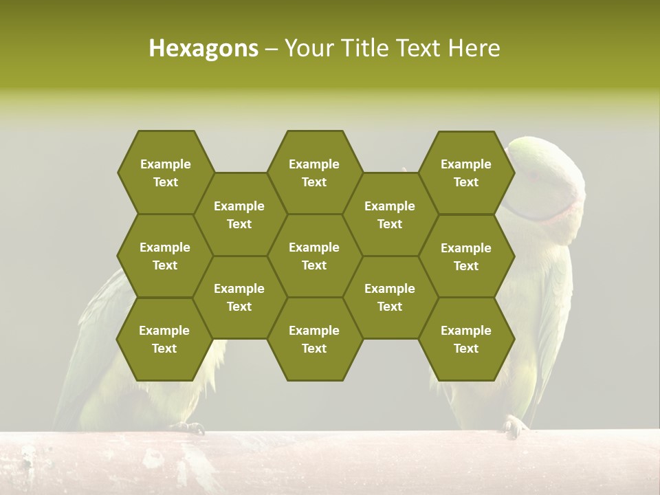 National Parakeets Nature PowerPoint Template