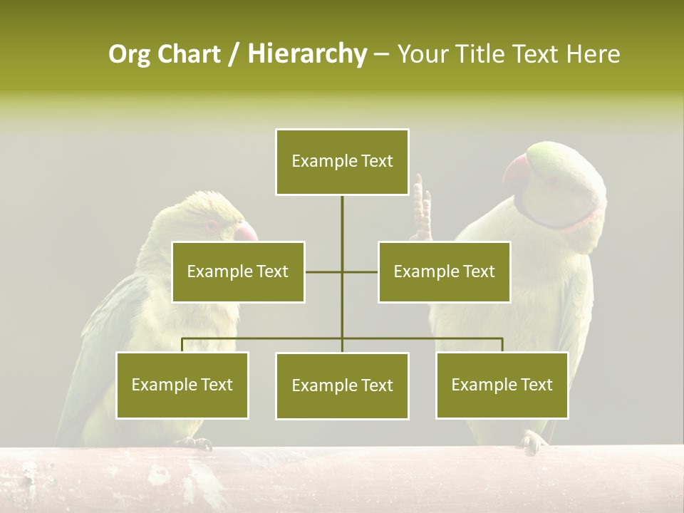National Parakeets Nature PowerPoint Template