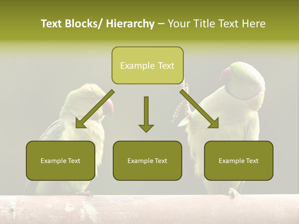 National Parakeets Nature PowerPoint Template