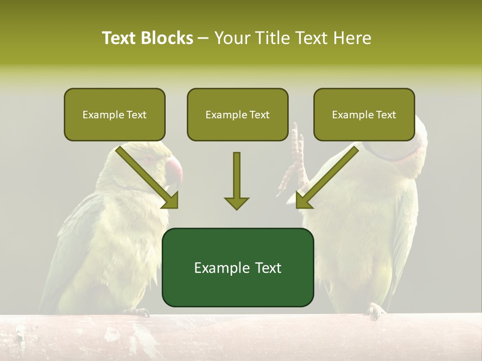 National Parakeets Nature PowerPoint Template