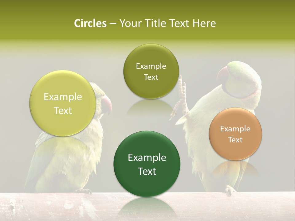 National Parakeets Nature PowerPoint Template