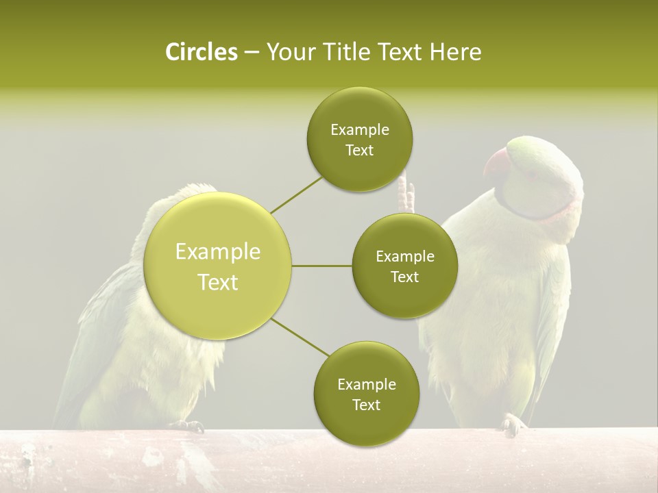 National Parakeets Nature PowerPoint Template