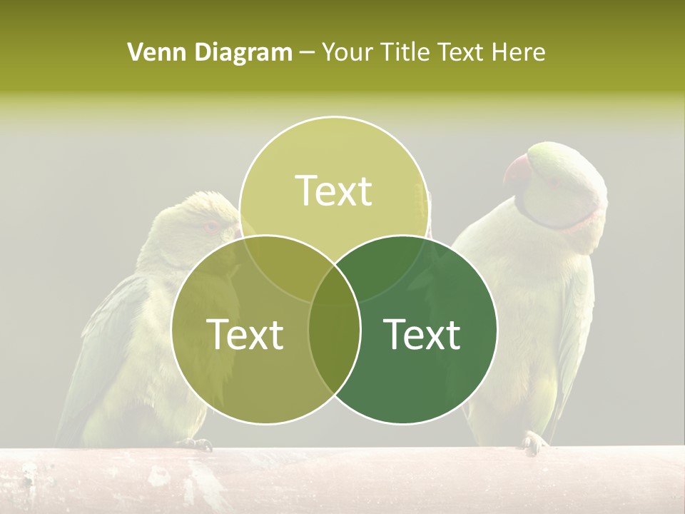National Parakeets Nature PowerPoint Template