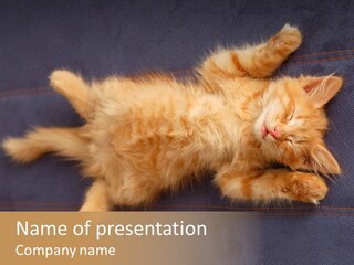 Haired Paw Childhood PowerPoint Template