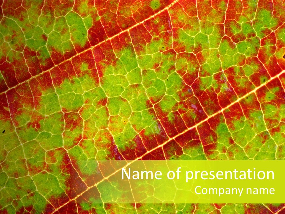 A Leaf With Red And Green Leaves On It PowerPoint Template