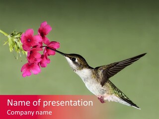 Fauna Hover Ruby PowerPoint Template