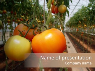 Garden Meal Hothouse PowerPoint Template