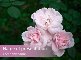 Wild Nature Pink PowerPoint Template