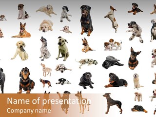 Canario Pinscher English PowerPoint Template