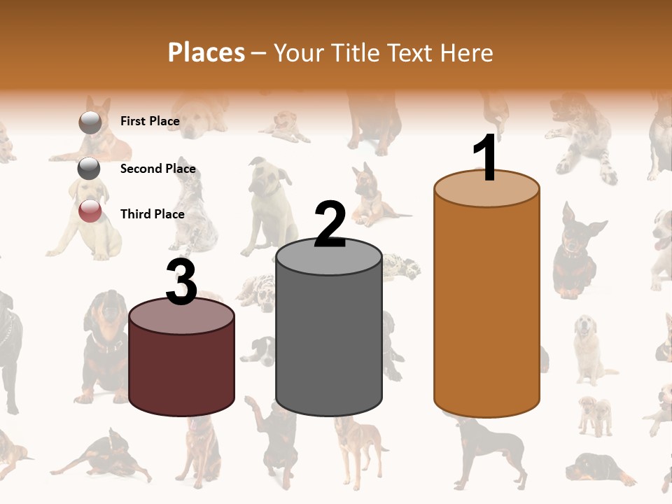 Canario Pinscher English PowerPoint Template