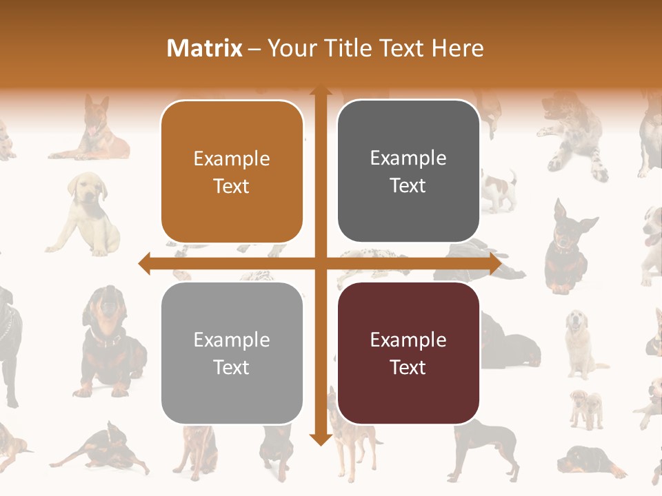 Canario Pinscher English PowerPoint Template