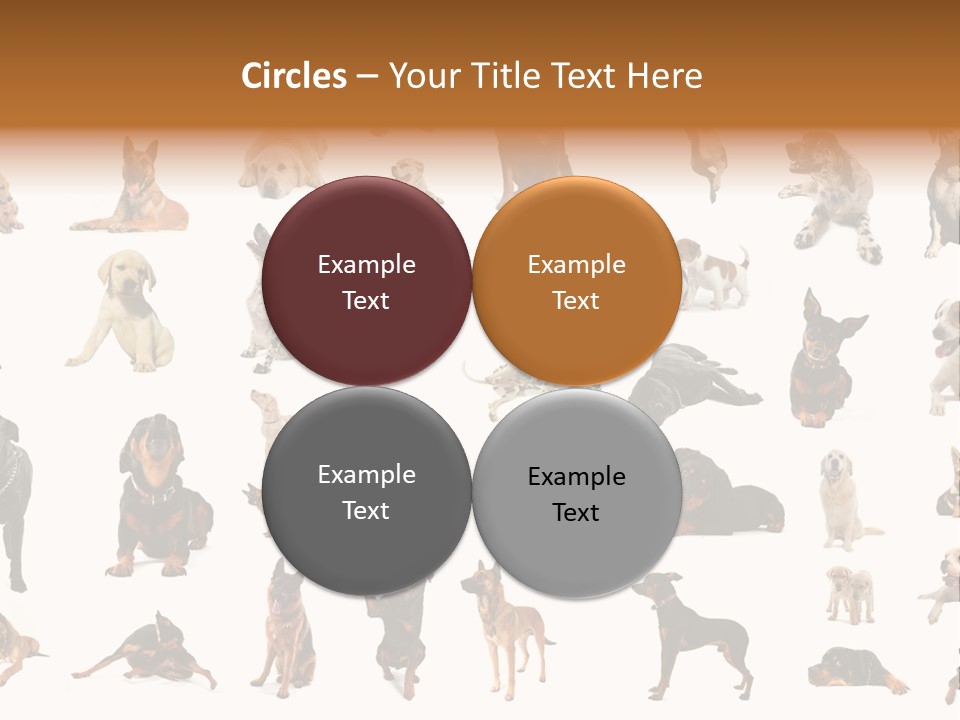 Canario Pinscher English PowerPoint Template