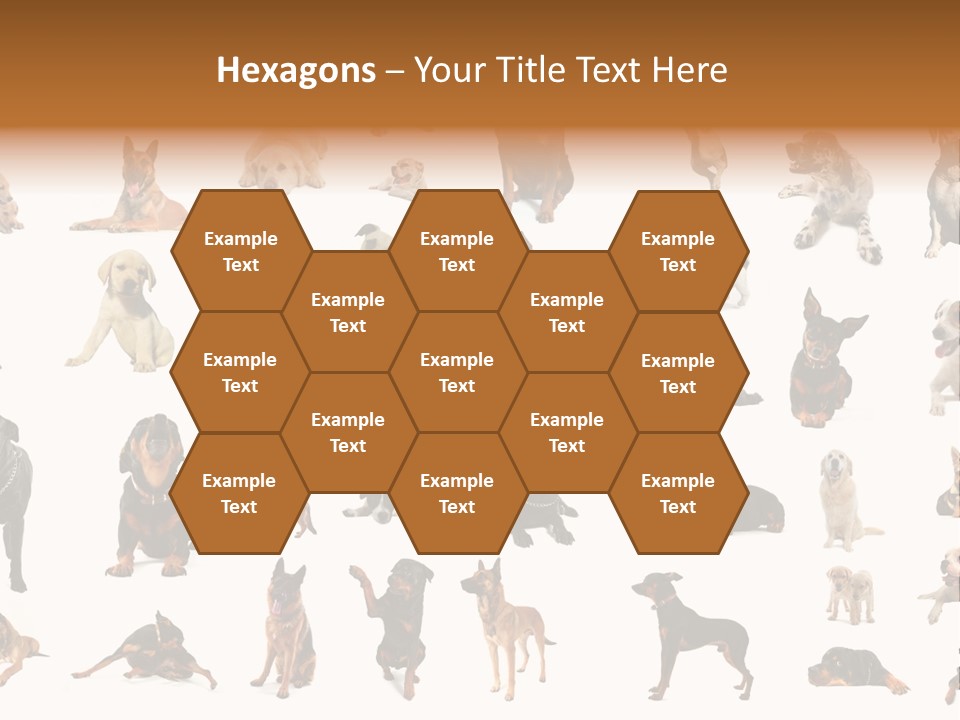 Canario Pinscher English PowerPoint Template