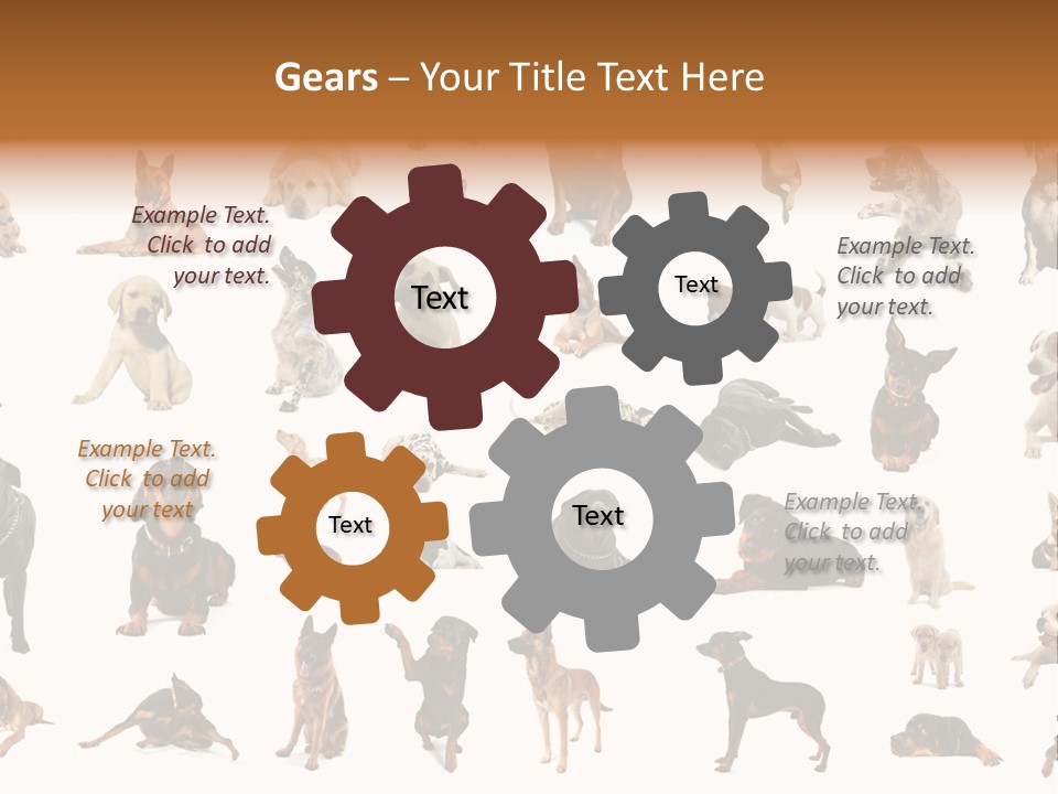 Canario Pinscher English PowerPoint Template