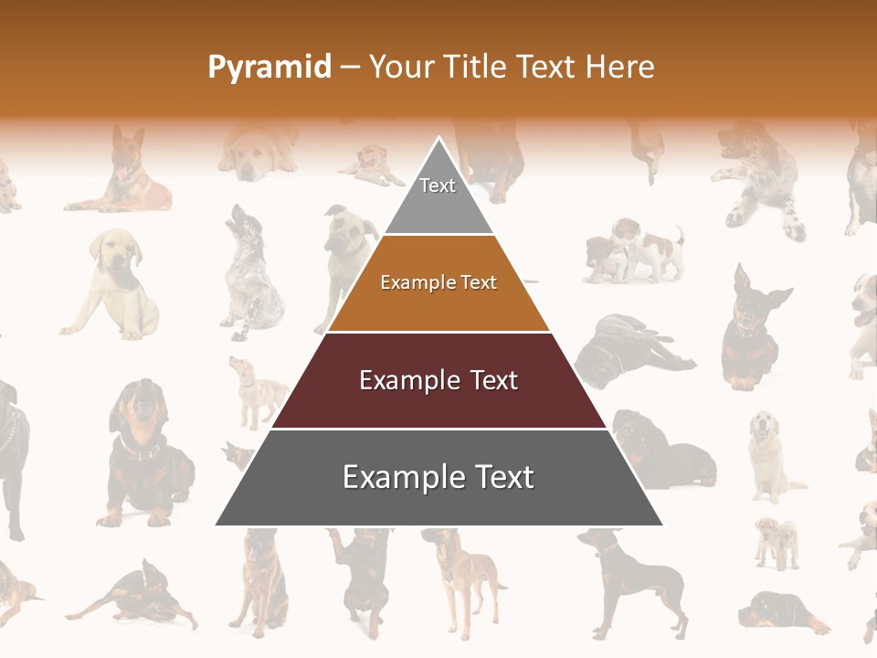 Canario Pinscher English PowerPoint Template