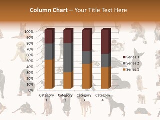 Canario Pinscher English PowerPoint Template