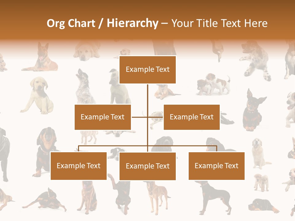 Canario Pinscher English PowerPoint Template