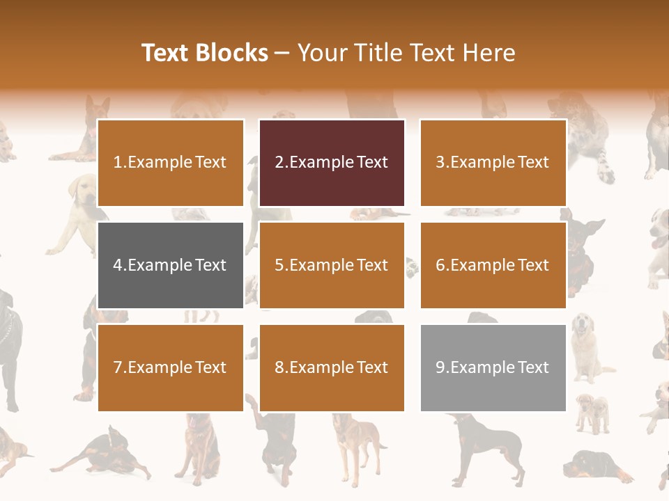 Canario Pinscher English PowerPoint Template