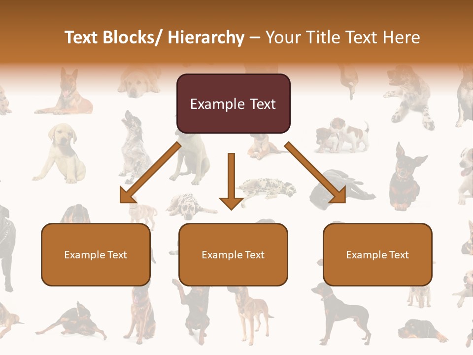 Canario Pinscher English PowerPoint Template